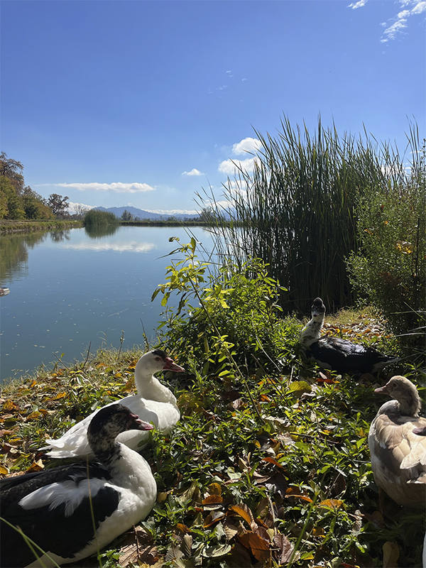 destino-penalolen-galeria-5