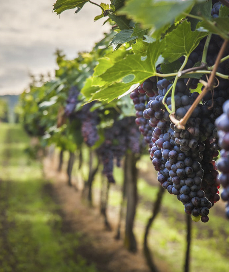 Viñedos y copa de vino en una viña boutique de Peñalolén, sector oriente de Santiago